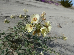 Chylismia claviformis