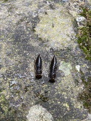 Polycanthagyna erythromelas