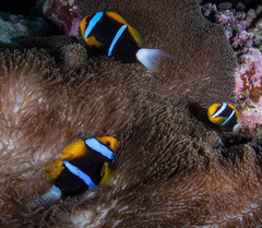 Amphiprion chrysopterus