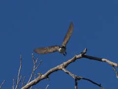 Tyrannus crassirostris