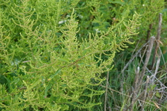 Dysphania ambrosioides