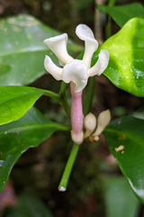 Tabernaemontana undulata