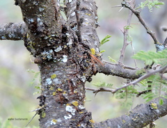 Mischocyttarus drewseni