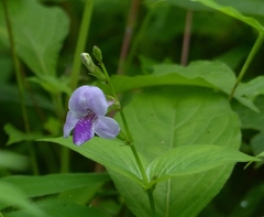 Asystasia dalzelliana