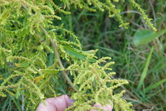 Dysphania ambrosioides