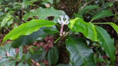 Tabernaemontana undulata