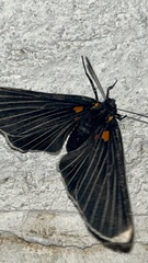 Melanis acroleuca acroleuca