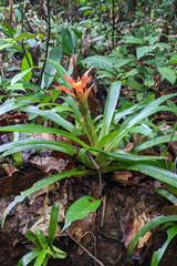 Guzmania lingulata