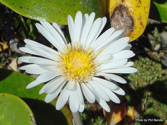 Pachystegia minor