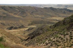 Caragana balchaschensis