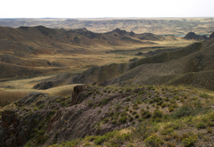 Caragana balchaschensis