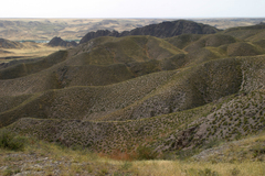 Caragana balchaschensis