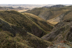 Caragana balchaschensis