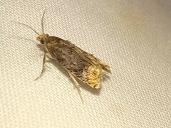 Eucosma ochroterminana