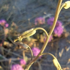 Streptanthus longirostris