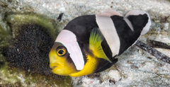 Amphiprion polymnus