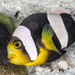 Amphiprion polymnus - Photo (c) Wayne and Pam Osborn, osa oikeuksista pidätetään (CC BY-NC), lähettänyt Wayne and Pam Osborn