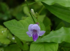 Asystasia dalzelliana
