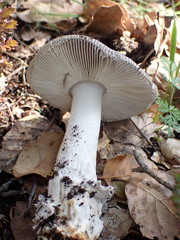 Amanita protecta