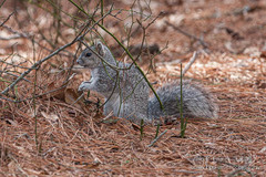 Sciurus niger cinereus