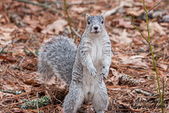 Sciurus niger cinereus