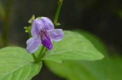 Asystasia dalzelliana