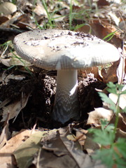 Amanita protecta