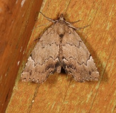 Cutina aluticolor