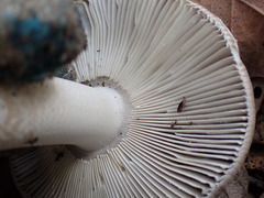 Amanita protecta