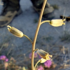 Streptanthus longirostris