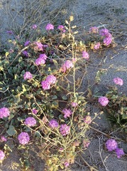 Streptanthus longirostris