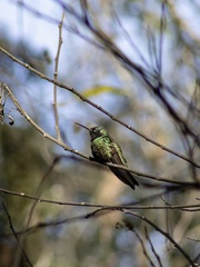 Eugenes fulgens