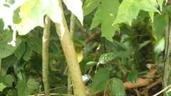 Empidonax flavescens