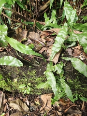 Leptochilus wrightii