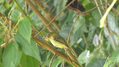 Empidonax flavescens