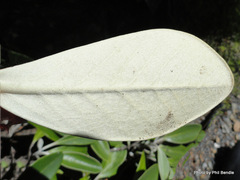 Pachystegia minor