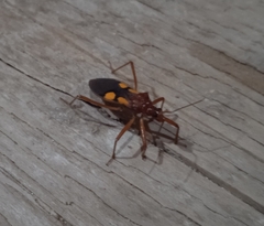 Zelurus transnominalis