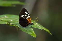 Heliconius erato