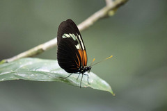 Heliconius erato