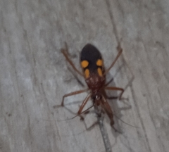 Zelurus transnominalis