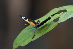 Heliconius erato