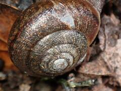 Helminthoglypta diabloensis