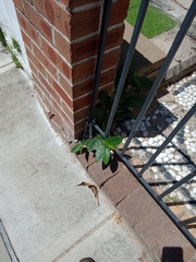 Ficus coronata