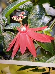 Passiflora vitifolia