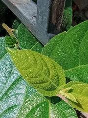 Ficus coronata
