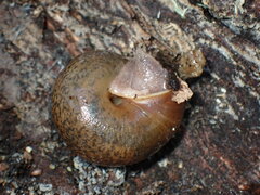 Helminthoglypta diabloensis