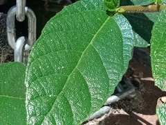 Ficus coronata