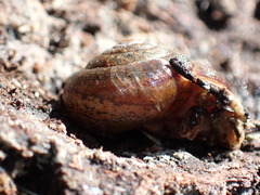 Helminthoglypta diabloensis