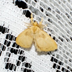 Euproctis fimbriata