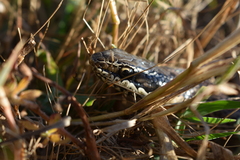 Philodryas chamissonis